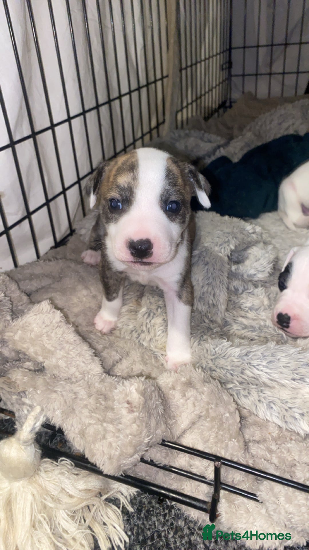 Staffordshire Bull Terrier dogs for sale: Staff cross American bulldog  - Image 3