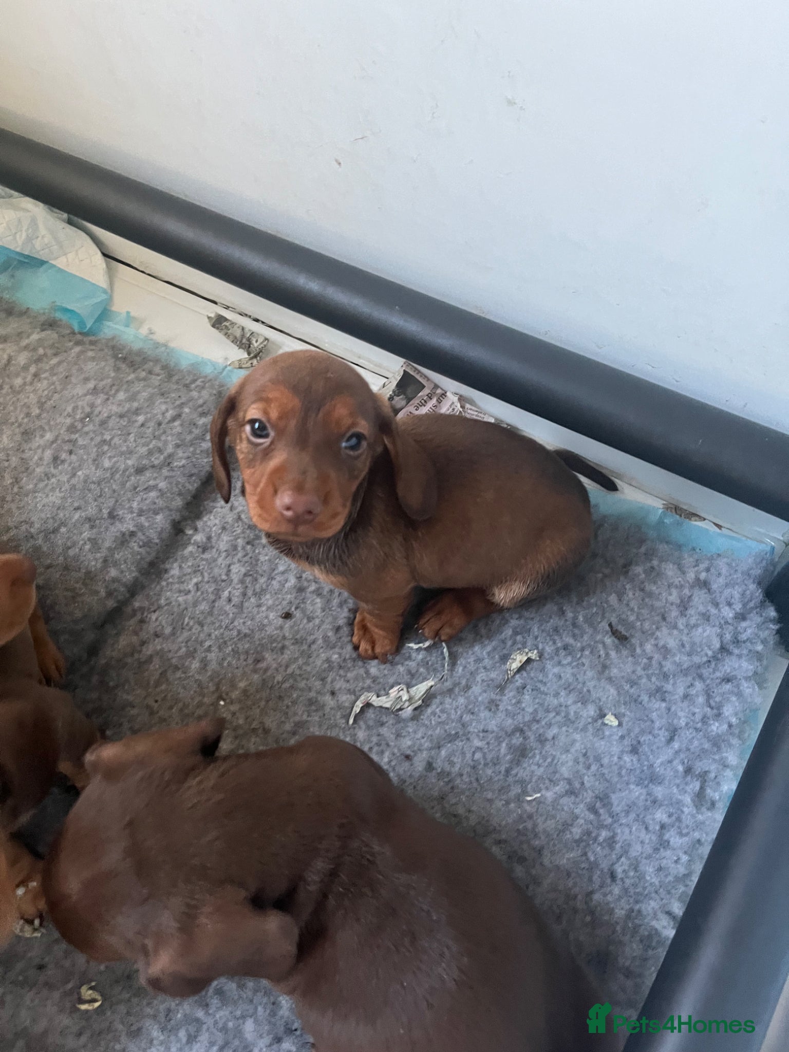 Miniature Dachshund dogs 🧡 One Beautiful dachshund puppy 🧡 - Advert 15
