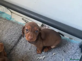 Miniature Dachshund dogs 🧡 One Beautiful dachshund puppy 🧡 - Advert 15