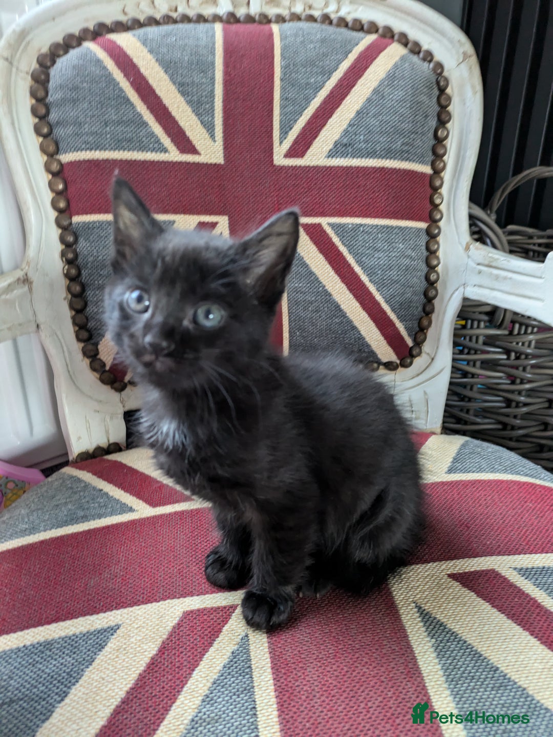 Mixed Breed cats for sale: Beautiful family kittens  - Advert 3