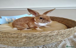 Rex rabbits for sale: Lovely Rex rabbit babies  - Image 22