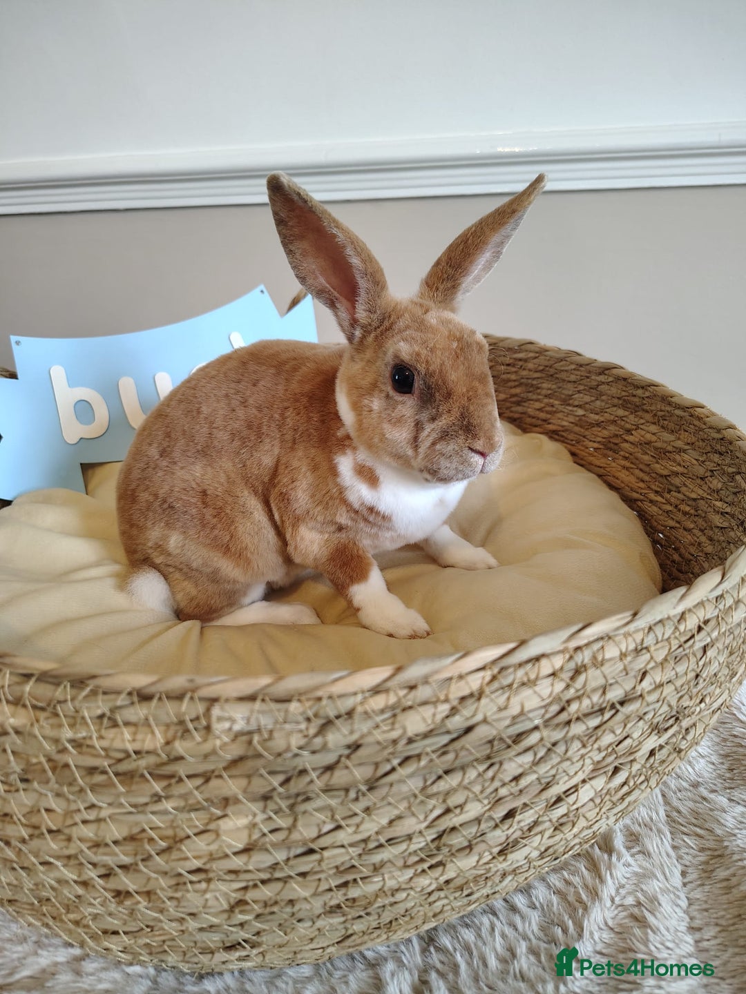 Rex rabbits for sale: Lovely Rex rabbit babies  - Image 22
