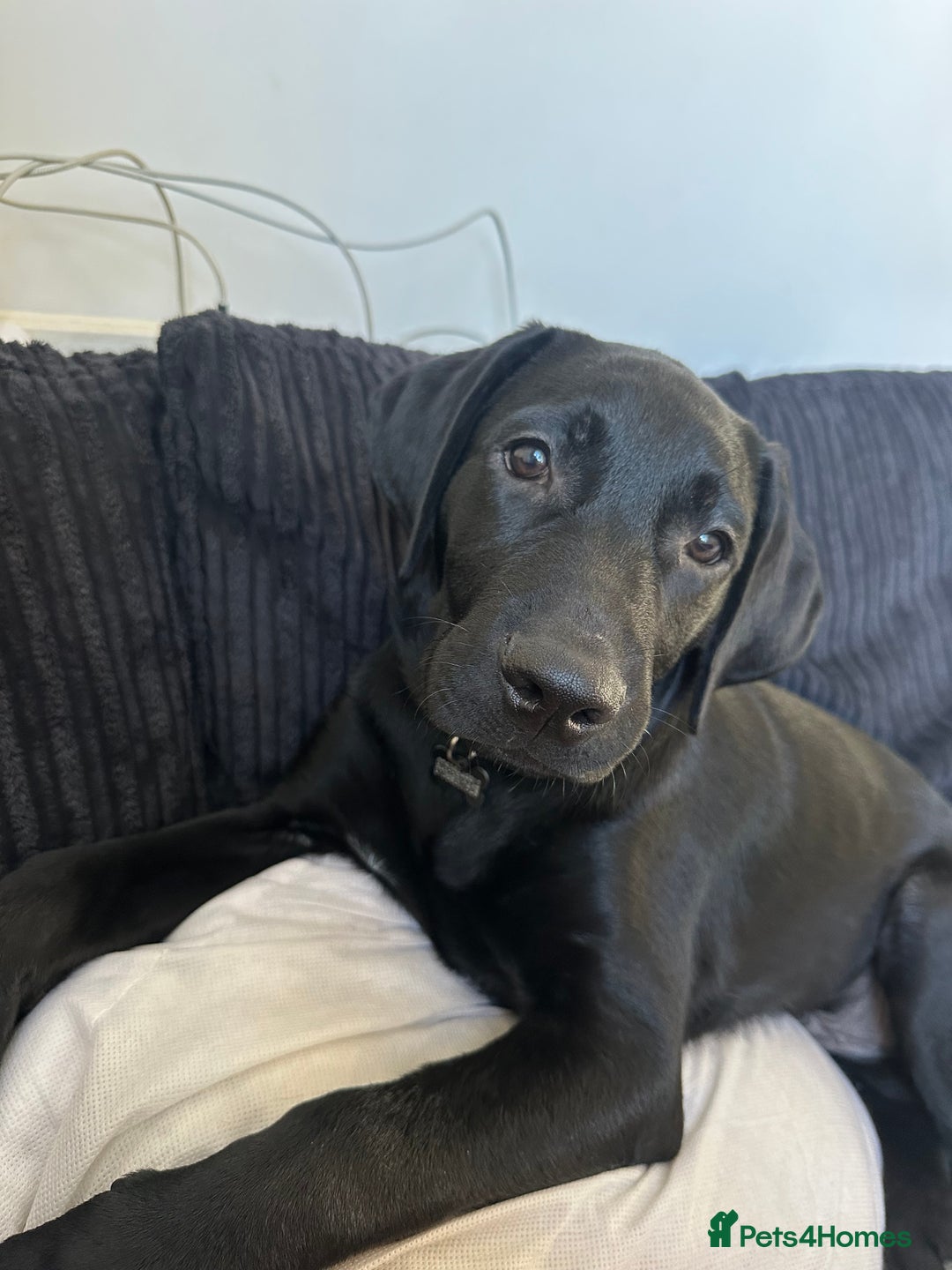 Labrador Retriever dogs for sale: Male Labrador  - Advert 1