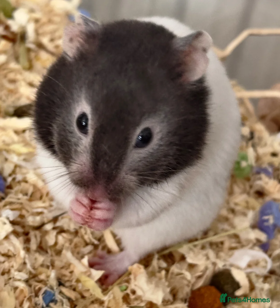 Hamster rodents for sale: Syrian hamster 10 weeks Female- for sale :) - Advert 2