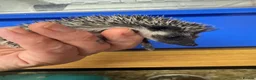 Pygmy Hedgehog rodents for sale: Stunning tame babies ready with/without set up  - Advert 3