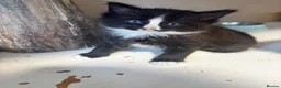 British Longhair cats for sale: Beautiful and Playful half ragdoll kittens - Advert 8