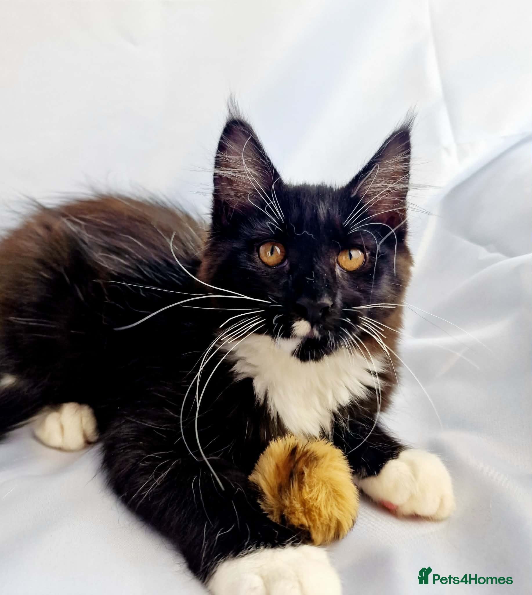 Maine Coon cats TICA registered Stunning Big boys - Advert 2