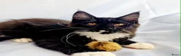 Maine Coon cats for sale: TICA registered Stunning Big boys - Advert 5