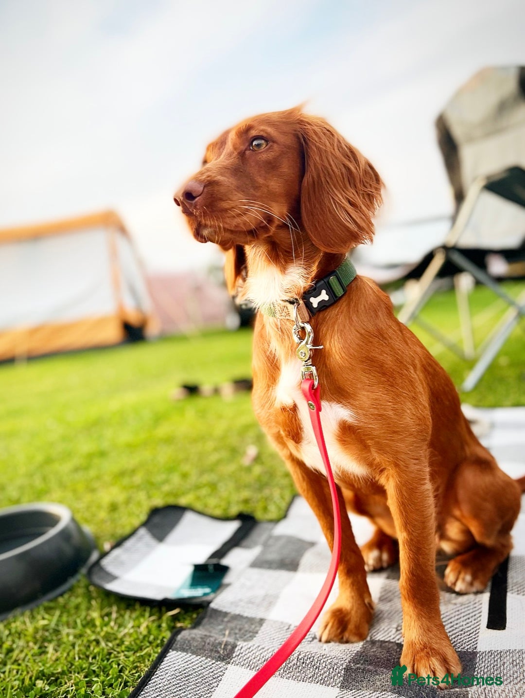 Cocker Spaniel dogs for sale: 🧡 Waiting List OPEN! 🧡 Fox Red WCS - Image 6