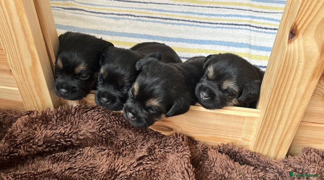 Border Terrier dogs for sale: Border Terrier pups - Blue & Tan - Image 1