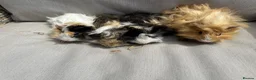 Guinea Pig rodents for sale: 5 Handsome long haired male guinea pigs. - Advert 2