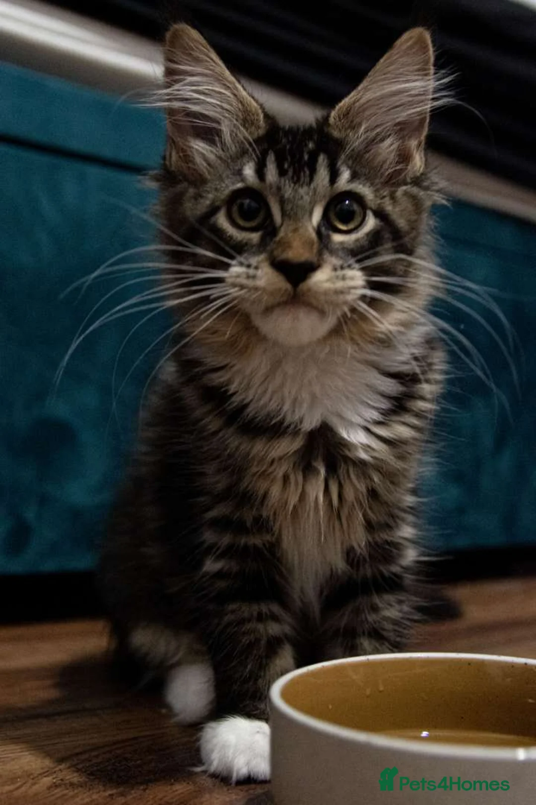 Maine Coon cats for sale: Last baby girl Maine coon kitten TICA reg  - Advert 7