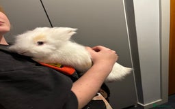 Lionhead rabbits for sale: 2 Handsome double-maned lionheads  - Advert 6