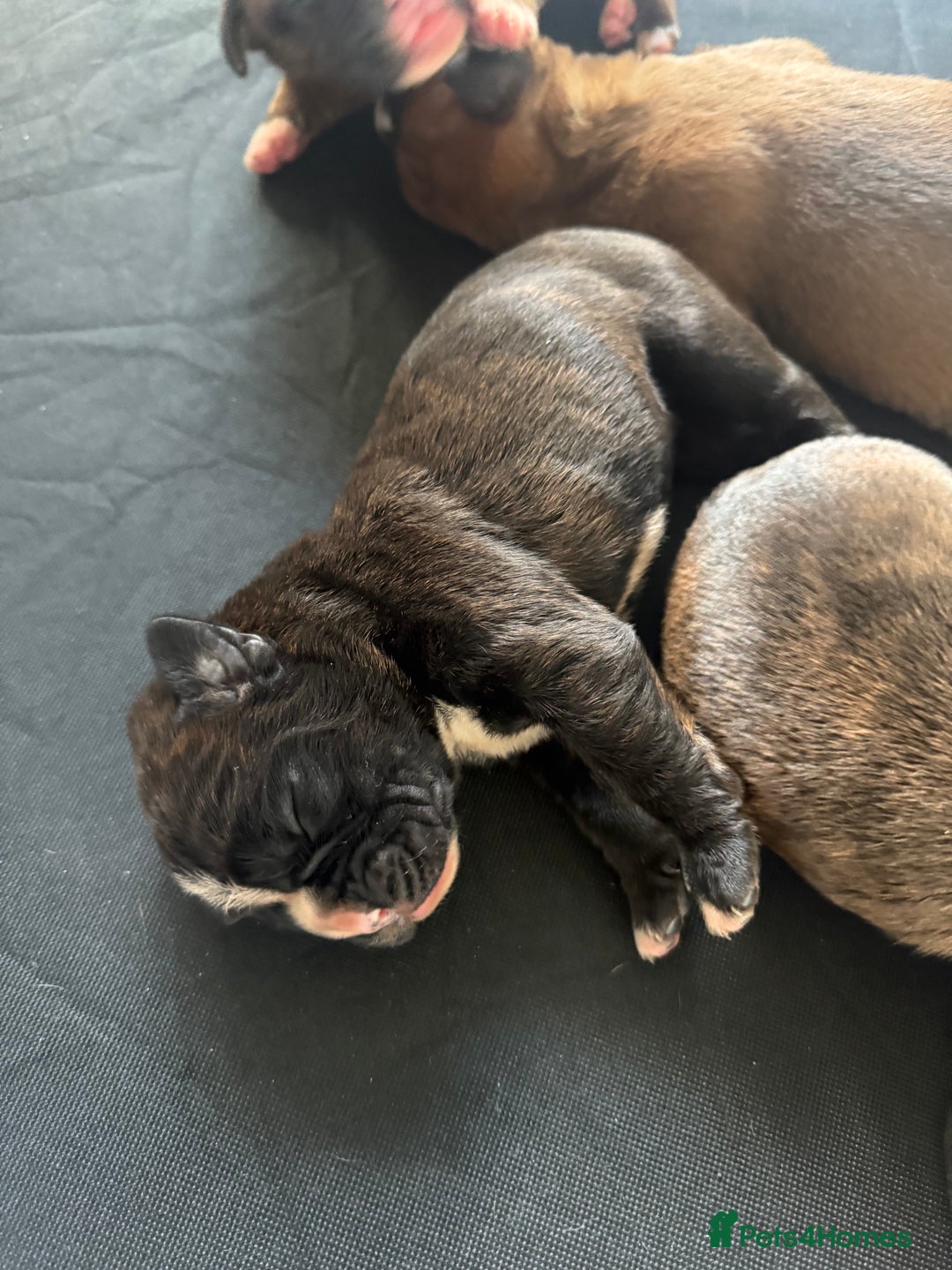 Boxer dogs for sale: Beautiful litter of 6 Pedigree Boxer Puppies  - Advert 13