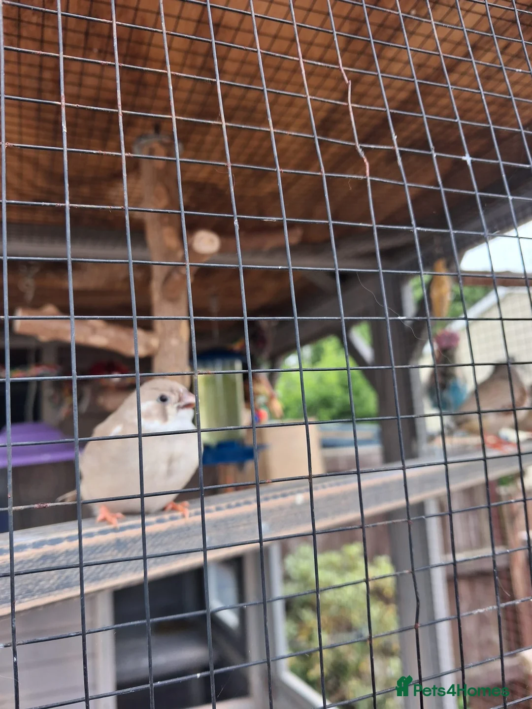 Finches birds for sale: This year baby zebra finches in Harlow - Advert 1