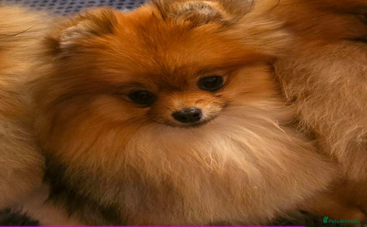 Pomeranian dogs - Advert 1