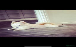 Pomchi dogs for sale: Ready to go 16/07/25  OPEN TO OFFERS - Image 12