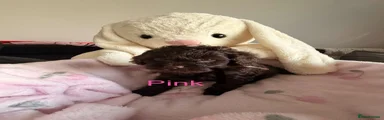Light pink girl 