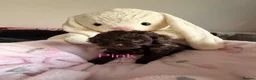 Cavapoo dogs for sale: Rare f1 cavapoo true chocolate  - Advert 10