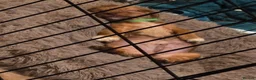 Mixed Breed dogs for sale: Mini schweenies ready to go - Advert 6