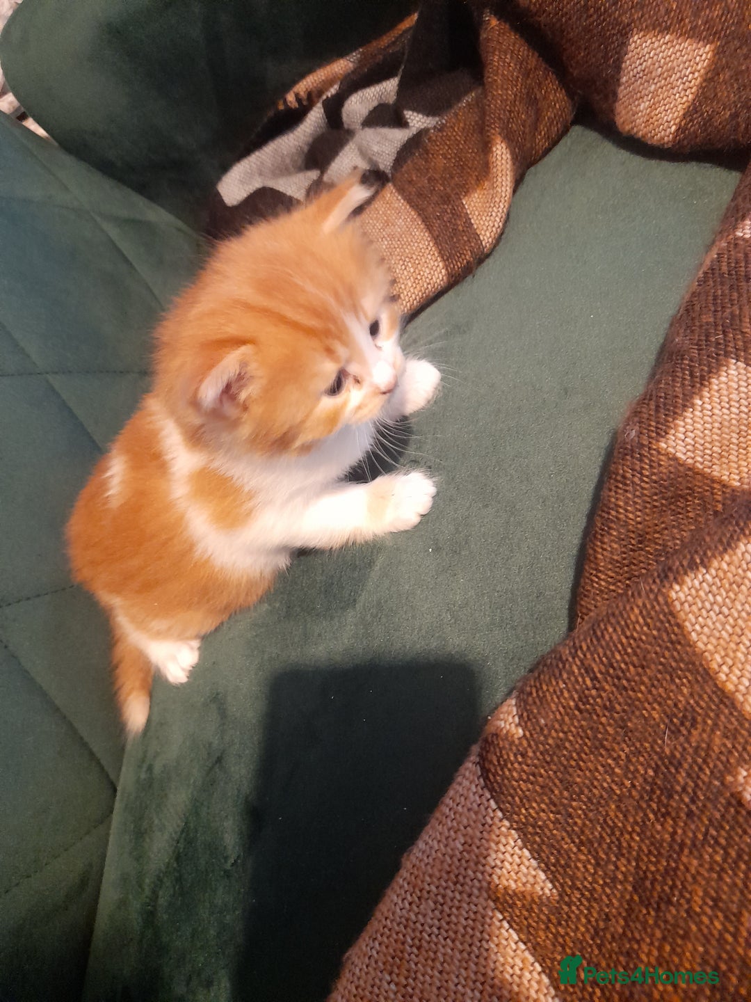 British Longhair cats for sale: Kittens needing a home  - Image 4