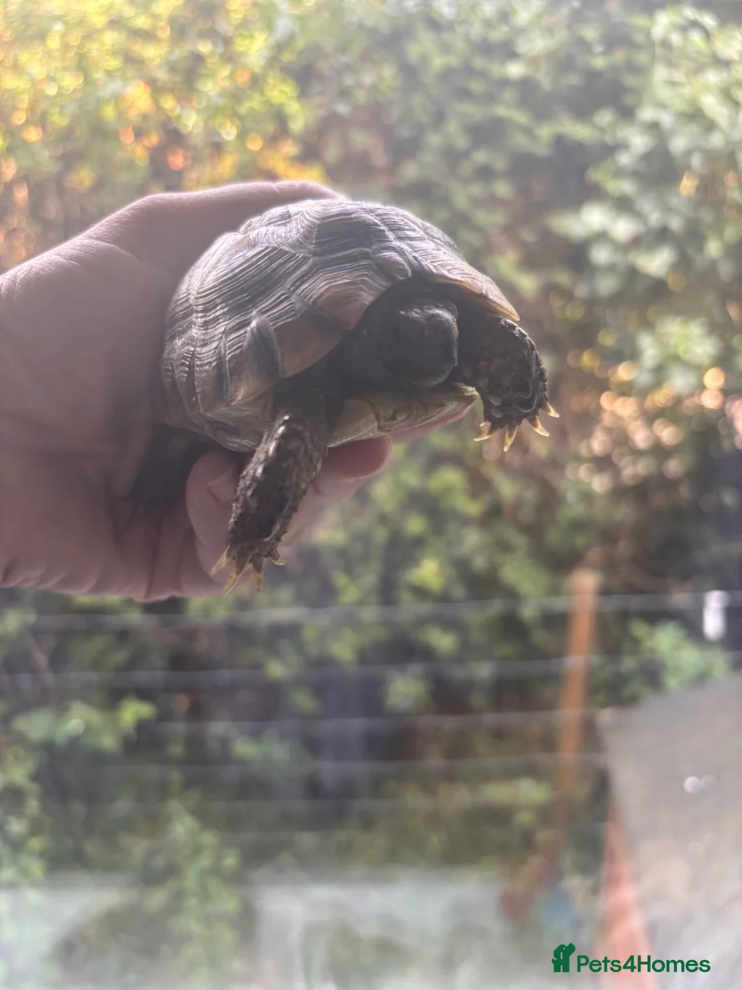 Tortoise reptiles for sale: Female Spur Thighed Tortoise 4 Years Old  in Romsey - Advert 3