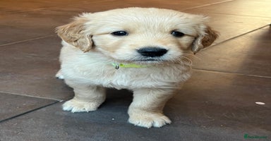 Golden Retriever dogs - Advert 1