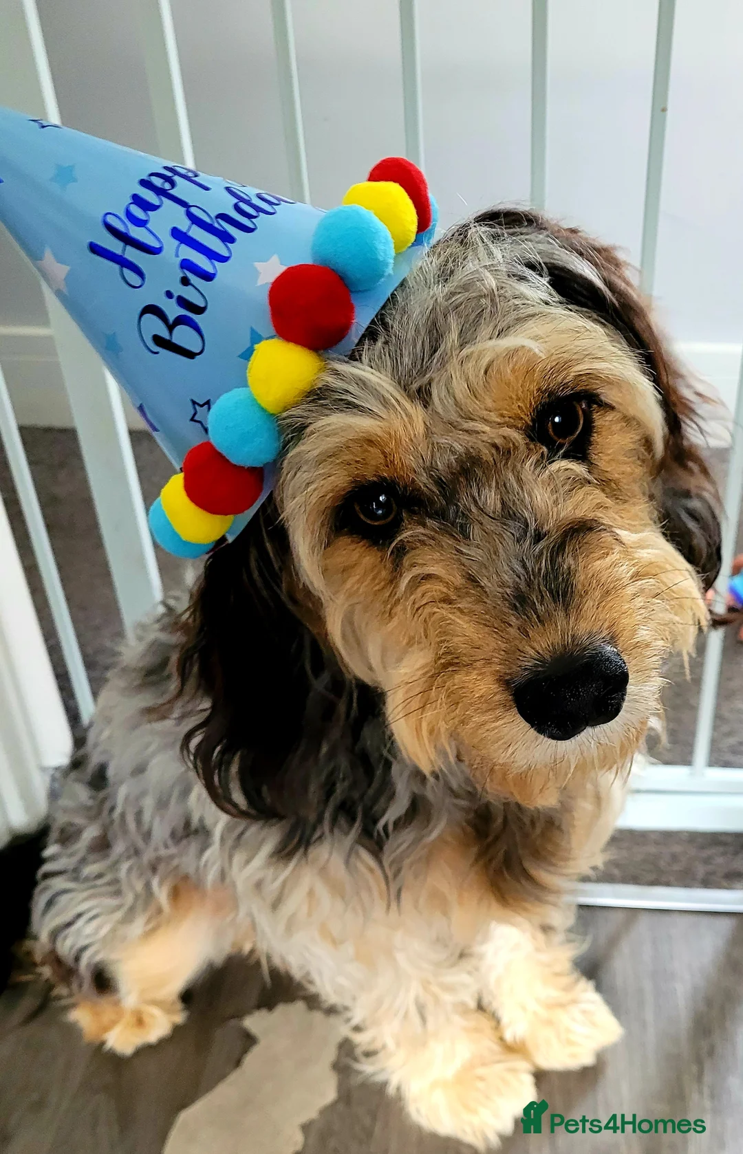 Cockapoo dogs for stud: Cockerpoo up for stud in Morecambe - Advert 4