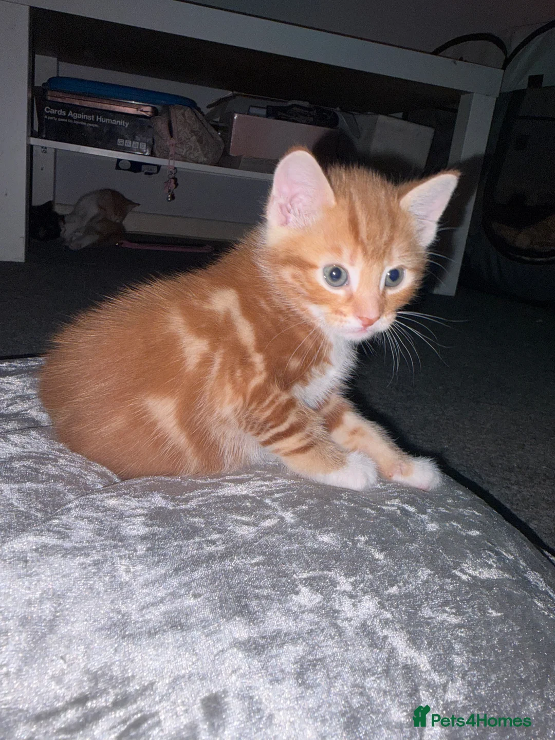 Mixed Breed cats for sale: Ginger kittens  in Ilford - Advert 1