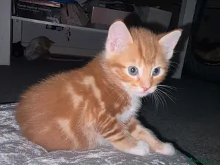 Mixed Breed cats Ginger kittens - Advert 4