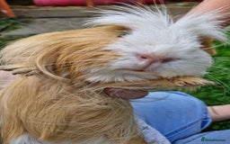 Guinea Pig rodents for sale: Dad and 2 sons - Image 7