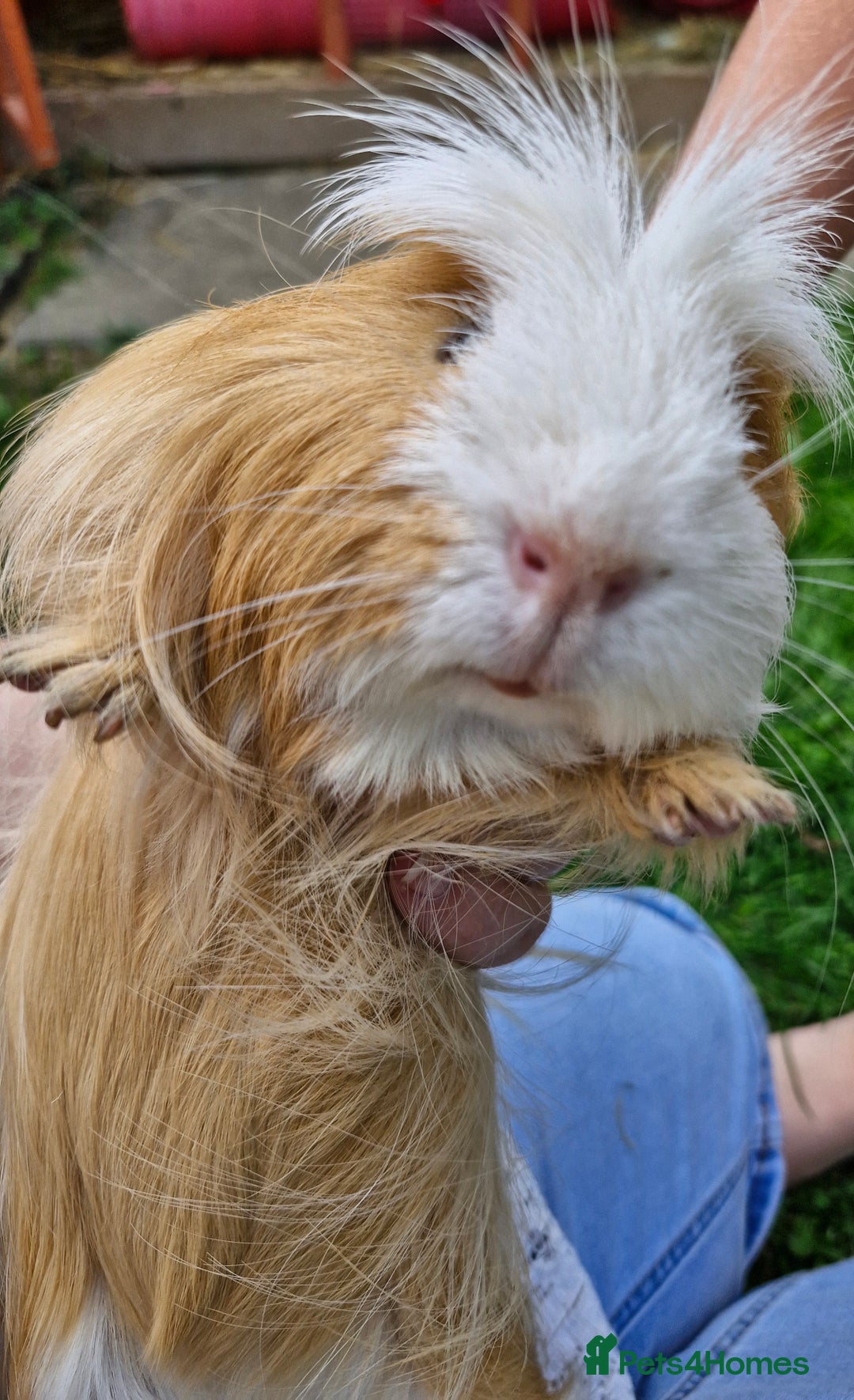 Guinea Pig rodents for sale: Dad and 2 sons - Image 7