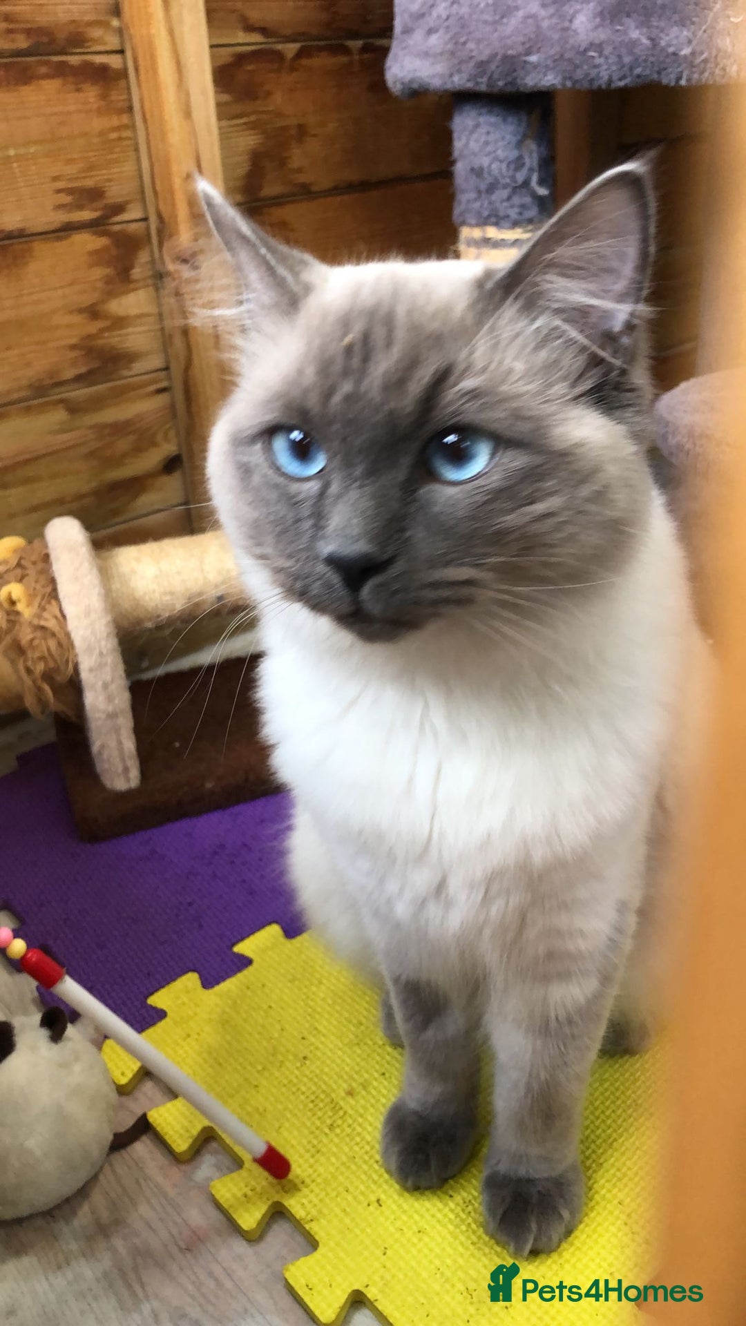 Ragdoll cats for sale: Beautiful Ragdoll male  - Advert 6