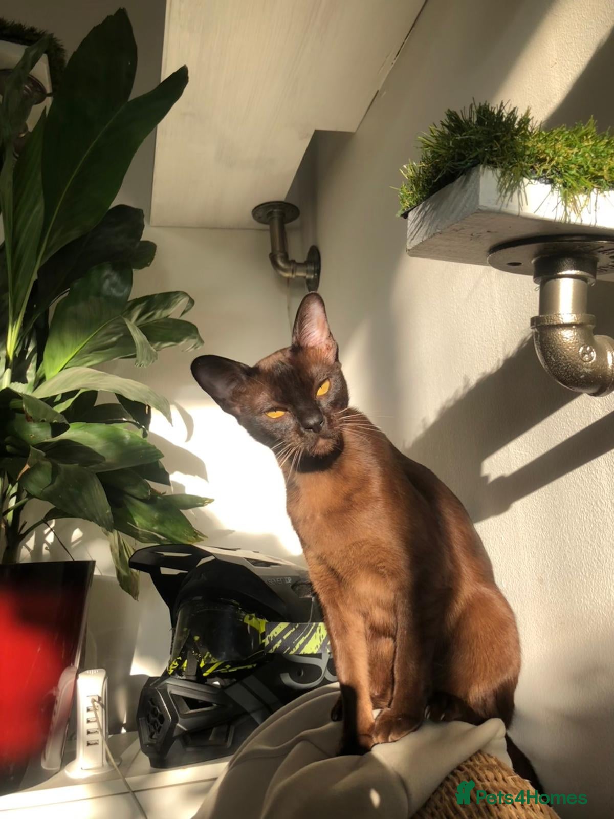 Burmese cats Blue and chocolate Burmese kittens  - Advert 3