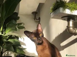 Burmese cats Blue and chocolate Burmese kittens - Advert 1