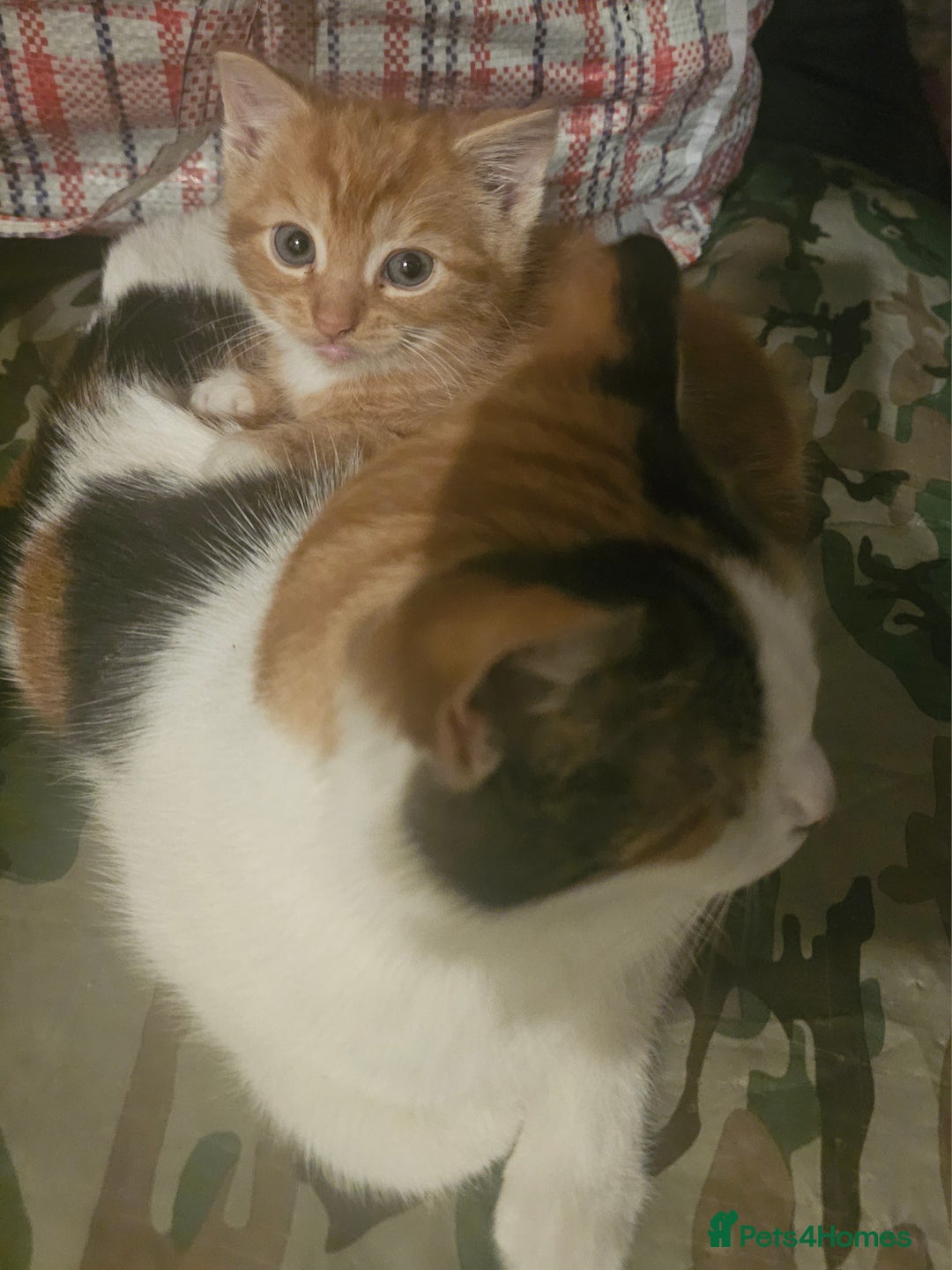 Munchkin cats for sale: Cute little munchin kitten rady to go - Advert 8