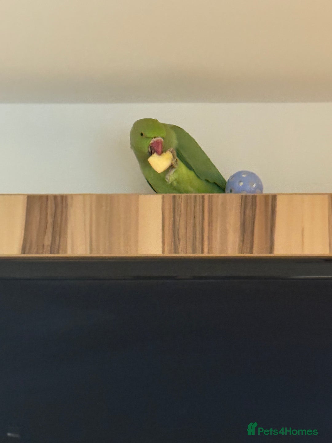 Ringnecks birds for sale: India ring neck parrot  - Image 3