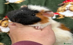 Guinea Pig rodents for sale: Baby Female Guineapigs  - Image 12