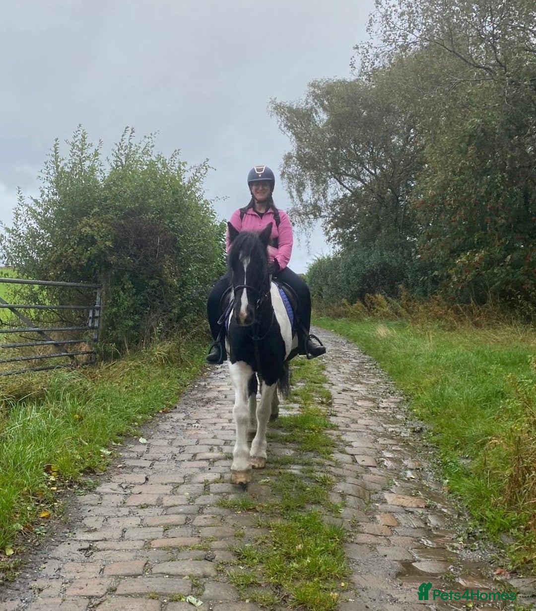 Irish Cob horses for sale: For Sale: Monty - Advert 4