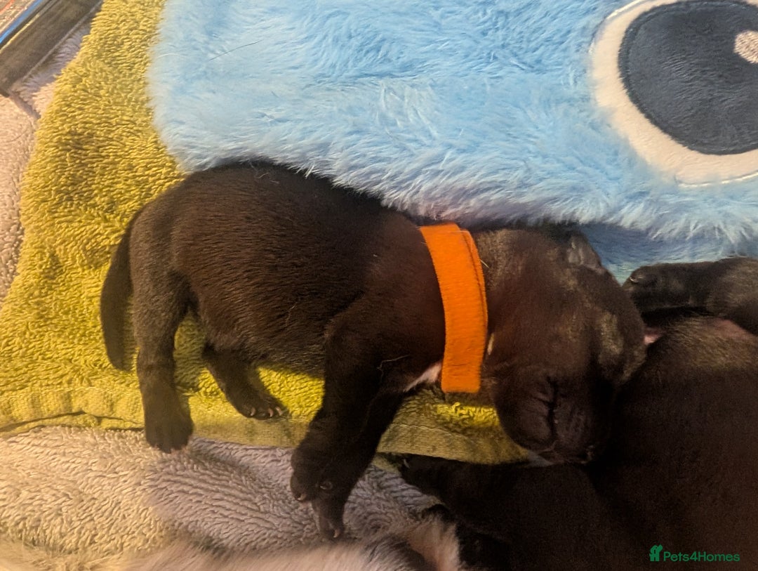 Mixed Breed dogs for sale: Doxie-Dales  - Image 7