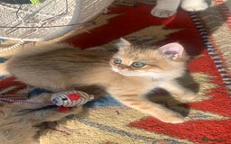 British Shorthair cats for sale:  **   ** : BSH Golden champion lines - Advert 10