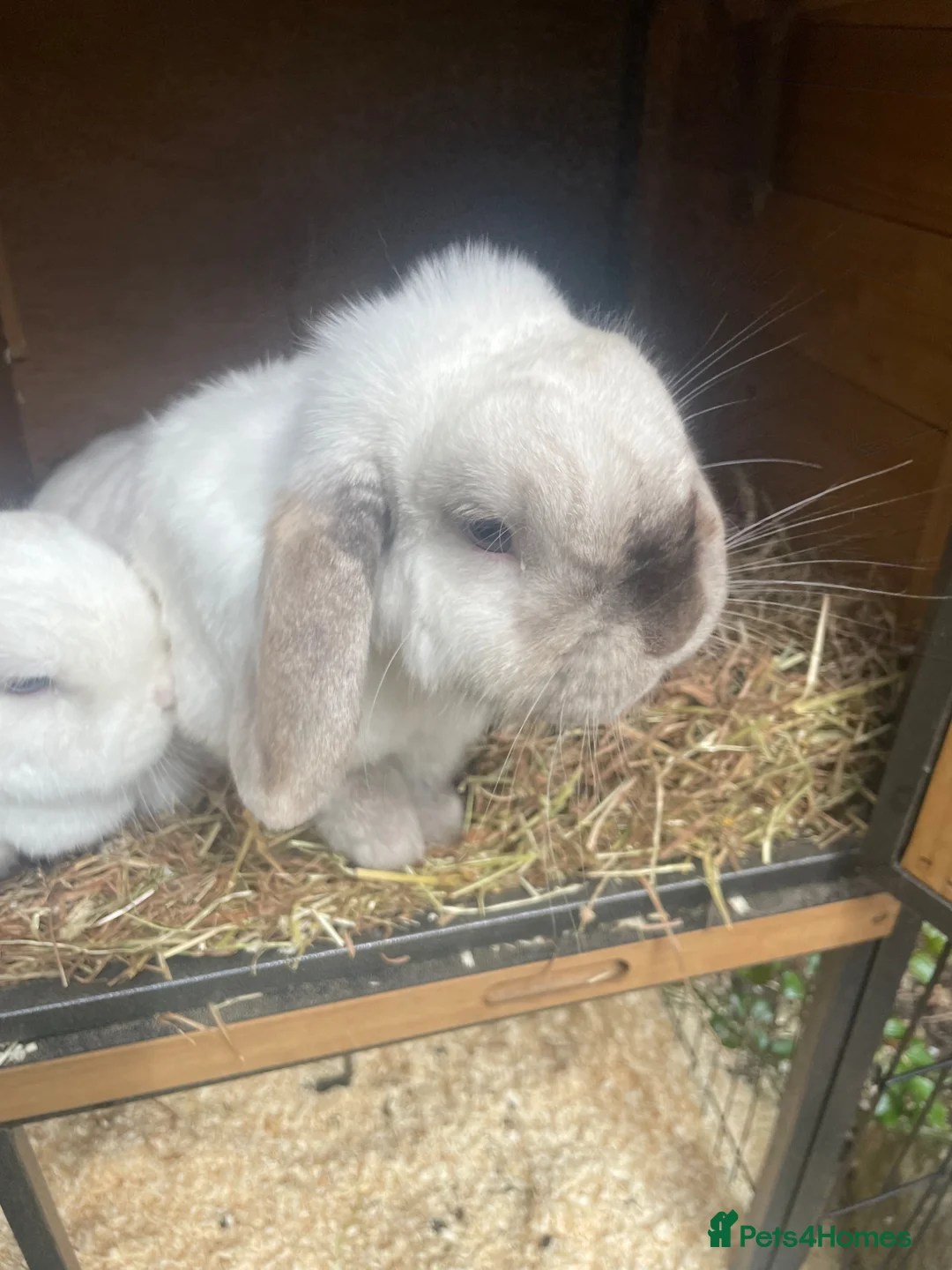 Mini Lop rabbits for sale: Male and female Rabbits in Alfreton - Advert 5