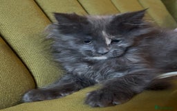 Maine Coon cats for sale: Maine Coon girls READY NOW Russian sired  - Image 23