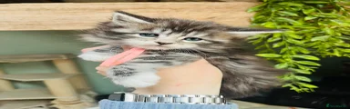 Maine Coon Kitten 9