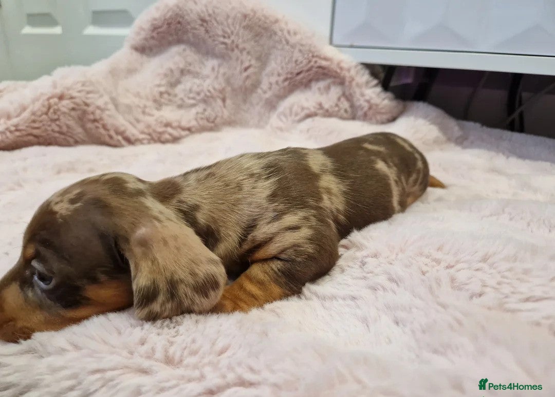 Miniature Dachshund dogs for sale: Adorable Miniature Dachshund Puppies 4boys & 1girl - Image 7
