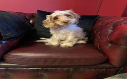 Cockapoo dogs for sale: Adorable F1 puppies  - Advert 1