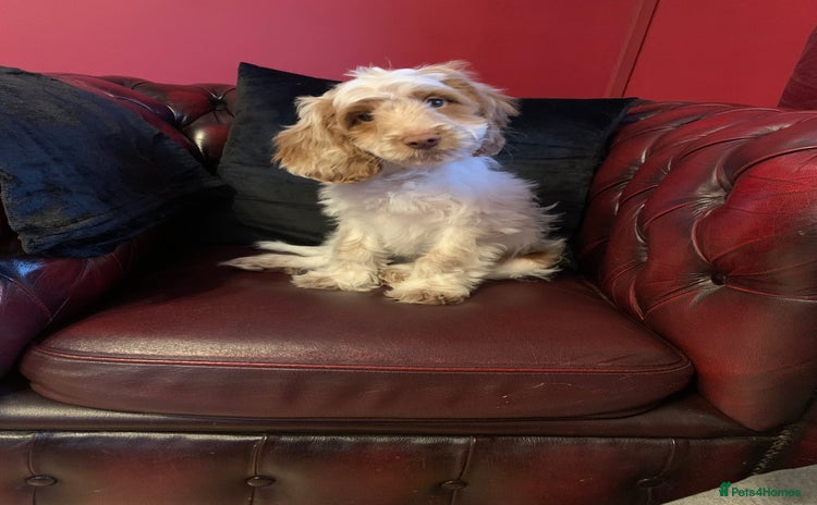 Cockapoo dogs Adorable F1 puppies  - Advert 1