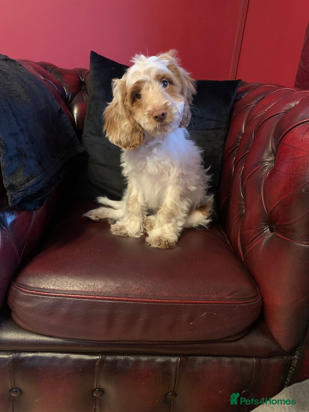 Cockapoo dogs for sale: Adorable F1 puppies  - Advert 1