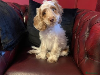 Cockapoo dogs Adorable F1 puppies - Advert 1