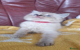 Ragdoll cats for sale: Stunning GCCF Registered Ragdoll Kittens. - Image 12